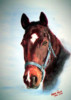 Pferde- Portrait