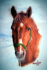 Pferde- Portrait