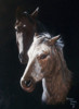 Portrait 2 Pferde