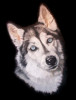 Husky Wolfen Portrait