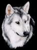 Portrait of Wolf Misu