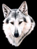 Portrait of Wolf Lilawe
